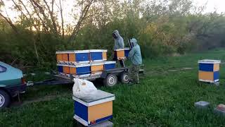 Beekeeping. Погрузка ульев на рапс.