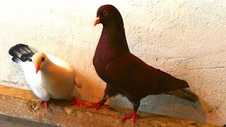Тетеревятник постоянно готов атаковать голубей/Goshaws are constantly ready to attack pigeons