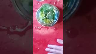 celery hearts and leaves prep clean store