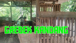 Grebek Kandang Di Petani Pelopor Ternak Pe Di Trenggalek