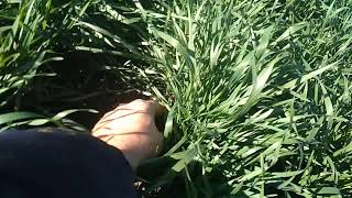 Идеальное кущение озимой пшеницы-Perfect tillering of winter wheat