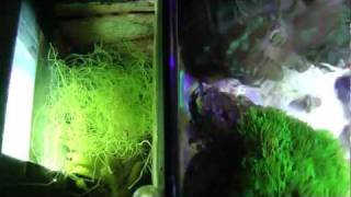 24g Nano Reef (Filtration)