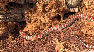 Subadult Male Knoblochi Kingsnake