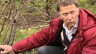 2015 11 05 Лотенков про чашевидную форму