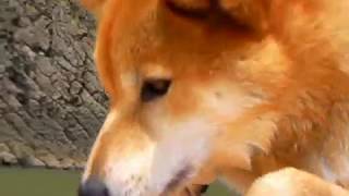 柴犬ジロー　エア犬かき？＋波乗りジロー！SHIBA INU
