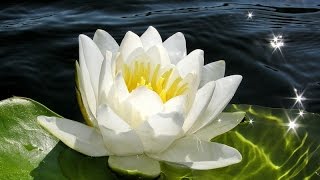 Заколка Лотос из фоамирана. Мастер класс \ Master Class for beginners: Lotus hairgrip from foamiran