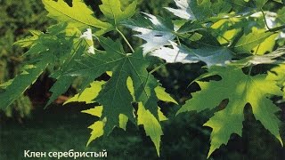 Простой клен превращаем в Канадский сахарный