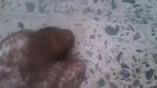 لخضة وفاة حمامه ?? موت طير بريئ