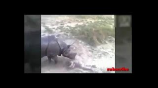Схватки животных в дикой природе видео на смерть. animal fights to death