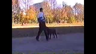 Дресирування собак у Львові 0638700373
