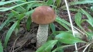 Подберезовик / Где и когда собирать этот красивый гриб / Видео высокой четкости.