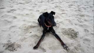 Chester the Manchester Terrier going to the sea