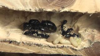 Camponotus vagus
