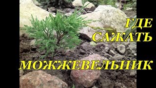 Где сажать можжевельник. Правильно выбираем место. Часть 1.