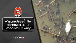 ฟาร์มหมูปล่อยน้ำเสียลงคลองสาธารณะ ปลาลอยตาย จ.พัทลุง : ร้องทุก(ข์) ลงป้ายนี้  (20 ม.ค. 63)
