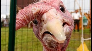 У индюка закружилась голова. In turkey dizzy. トルコのめまい。En pavo mareado.No peru tonto.