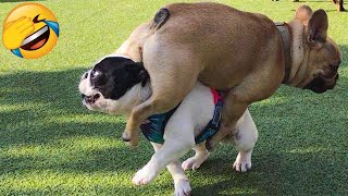 Cute Dogs And Cats That Will Make You Laugh - Funny Animal Compilation #2
