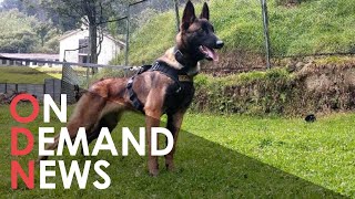 Colombia Search For HEROIC Dog That Helped Find Children in Amazon Jungle