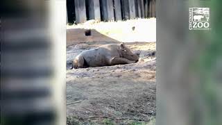 Baby Rhino Calf Ajani Joe Playing in Mud Wallow - Cincinnati Zoo