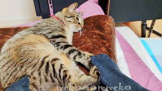 猫の足 vs 人の足 にゃんすバトル