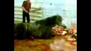 Horse Slaughter in Russia