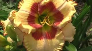 Лилейник daylily SPACECOAST EYE FOR PASSION