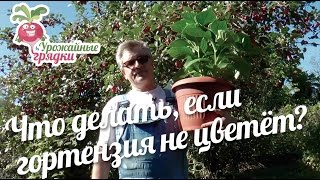 Что делать, если крупнолистная гортензия не цветёт? #urozhainye_gryadki