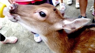 【MUJO趴趴走】彰化二林.鹿世界(92年度神農獎)台灣養鹿博士－廖彬興