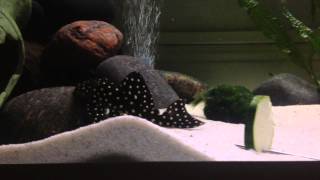 My LDA33 L142 snowball Pleco