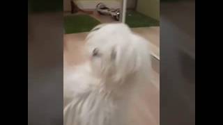 Моя собачка Ника ( 1 часть )