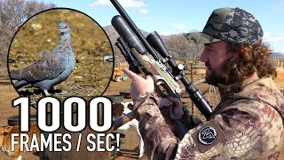 SUPER SlowMo Scopecam Hunting @ 1000 frames/sec!