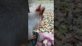 Орехи для белок / Nuts for squirrels