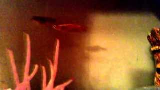 Can you sex my fish please guys?