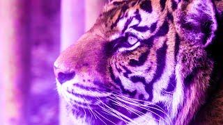 Deep Healing Energy | Frequency Music 432Hz | Healing Meditation Tone | Positive Clean Mind