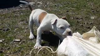 Yavru Pitbull yeni  2017