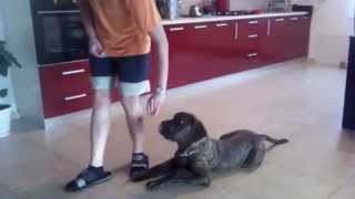 DRESAJ ORADEA-CANE CORSO de 7 luni,COMPLEX DE EXERCITII cu proprietarul,dupa 6 sedinte.