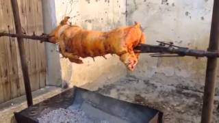 Un bon cochon !