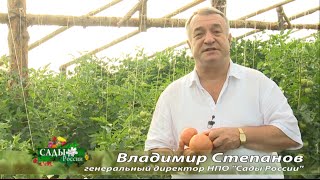 Конкурс. «Золотое малиновое чудо. 100 000 – за помидор!»