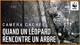Camera trap - Léopard de l’Amour