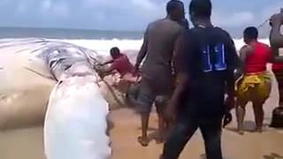---Big Whale Landed At Bar Beach In Lagos Nigeria - YouTube