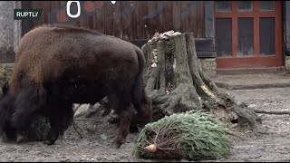 LIVE: Berlin zoo animals enjoy festive feast of leftover Christmas trees
