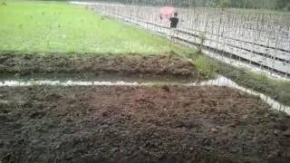 Melayangkan layangan gapangan di sawah