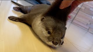 二人から呼びかけられ反応に困ったカワウソが最後にとった行動は…！？ Otter at a loss for a response when called by two people.