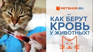 Лечение кошки: АНАЛИЗ КРОВИ