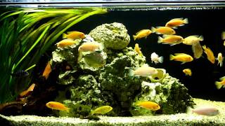 Pseudotropheus Zebra + Others