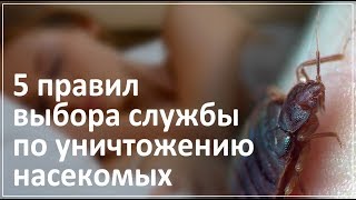 Как выбрать службу по уничтожению клопов и тараканов?