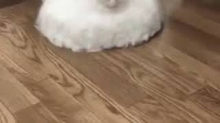 owo