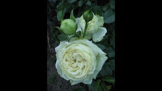 Цветение розы Lemon Rokoko ( Tantau Германия, 2016, флорибунда)  30.06.2018