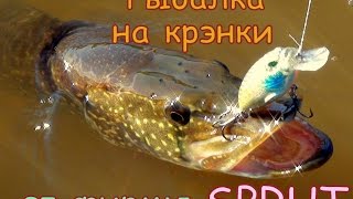 ЛОВИМ ЩУКУ И ОКУНЯ НА КРЭНКИ