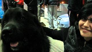 Newfoundland Маркус ньюфаундленд 4